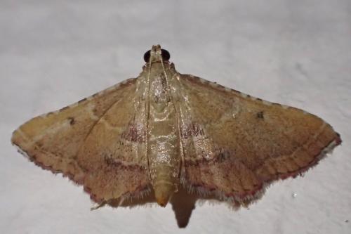 Réf. 304 775 : Endotricha flammealis